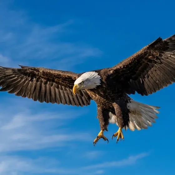 Original photo of an eagle